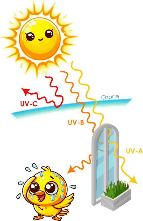 A diagram of sunlight reaching the earth. UV-C reflects off the ozone layer. UV-B passes through the ozone layer but is stopped by window glass, reaching a sunburnt bird outdoors. UV-A passes through the glass to a planter of grass indoors.